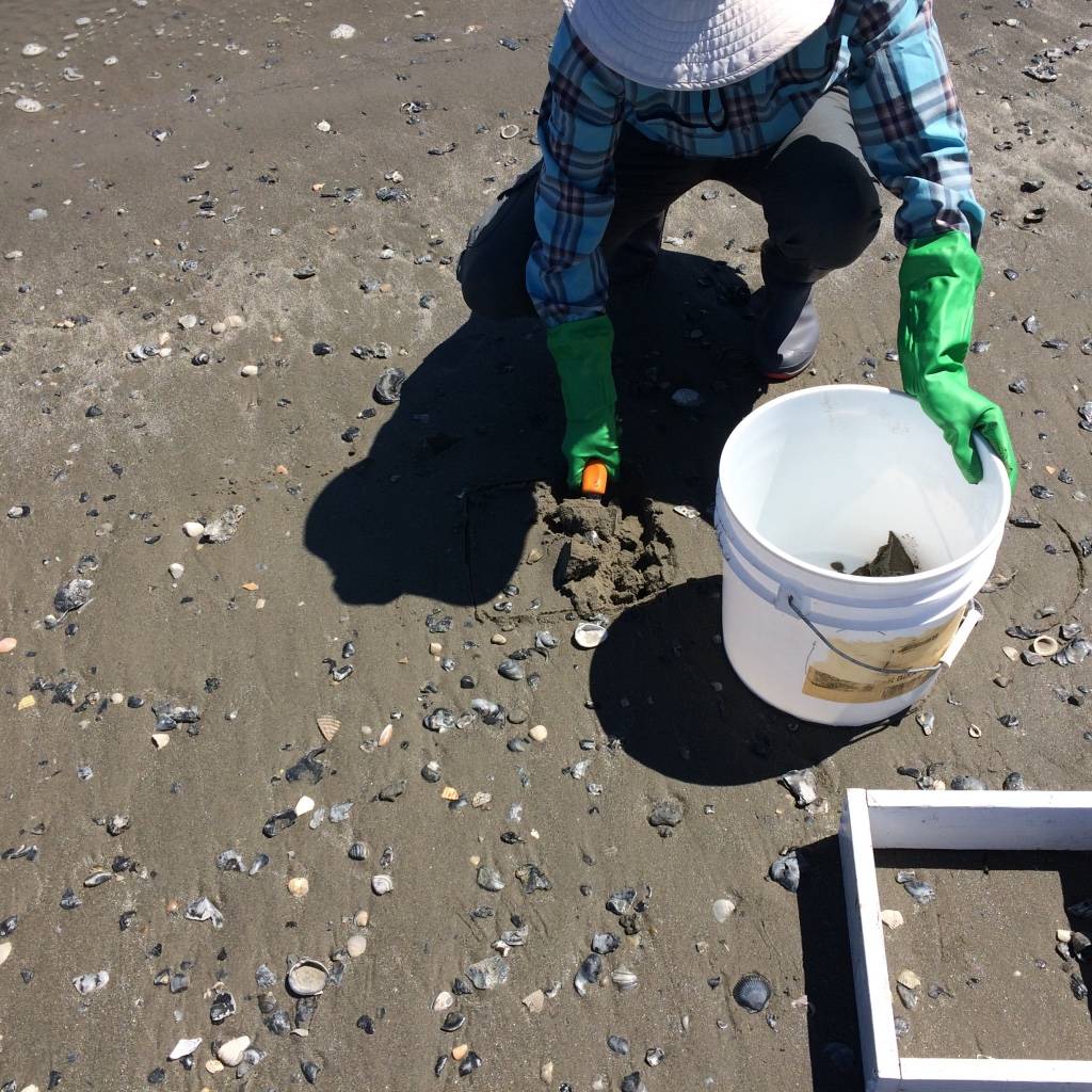 Collecting beach wrack-line samples