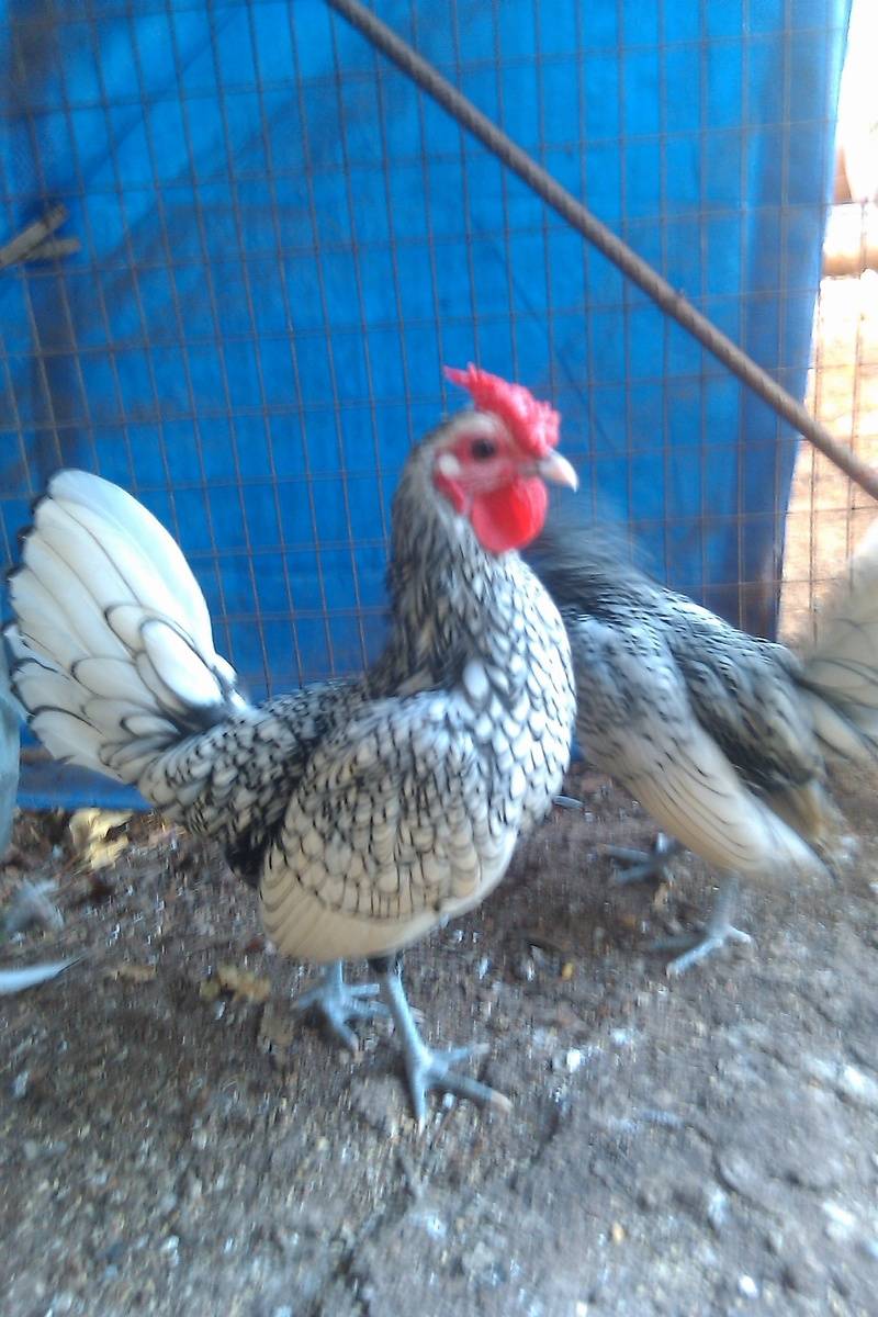 Sebright Rooster