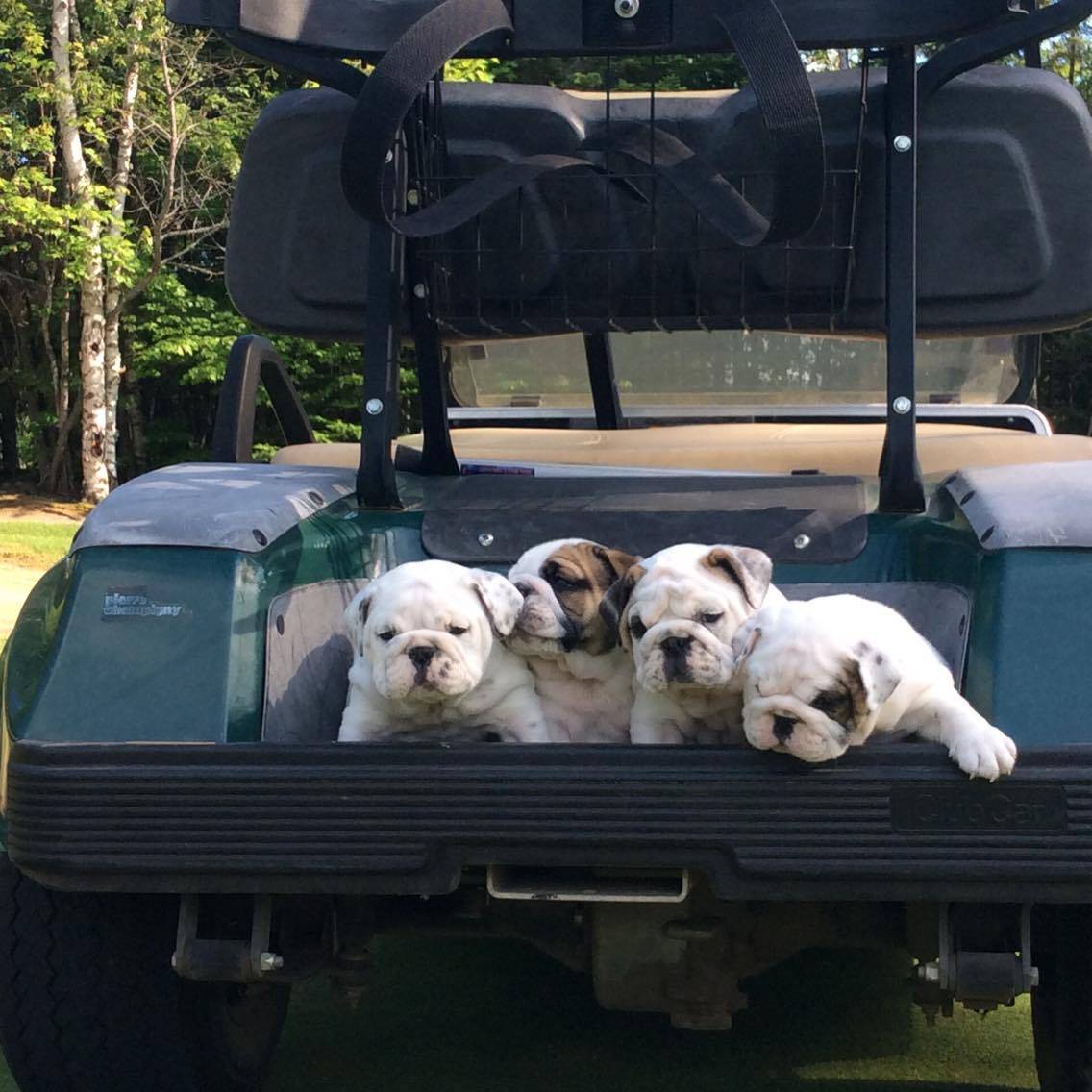 Puppies and golf