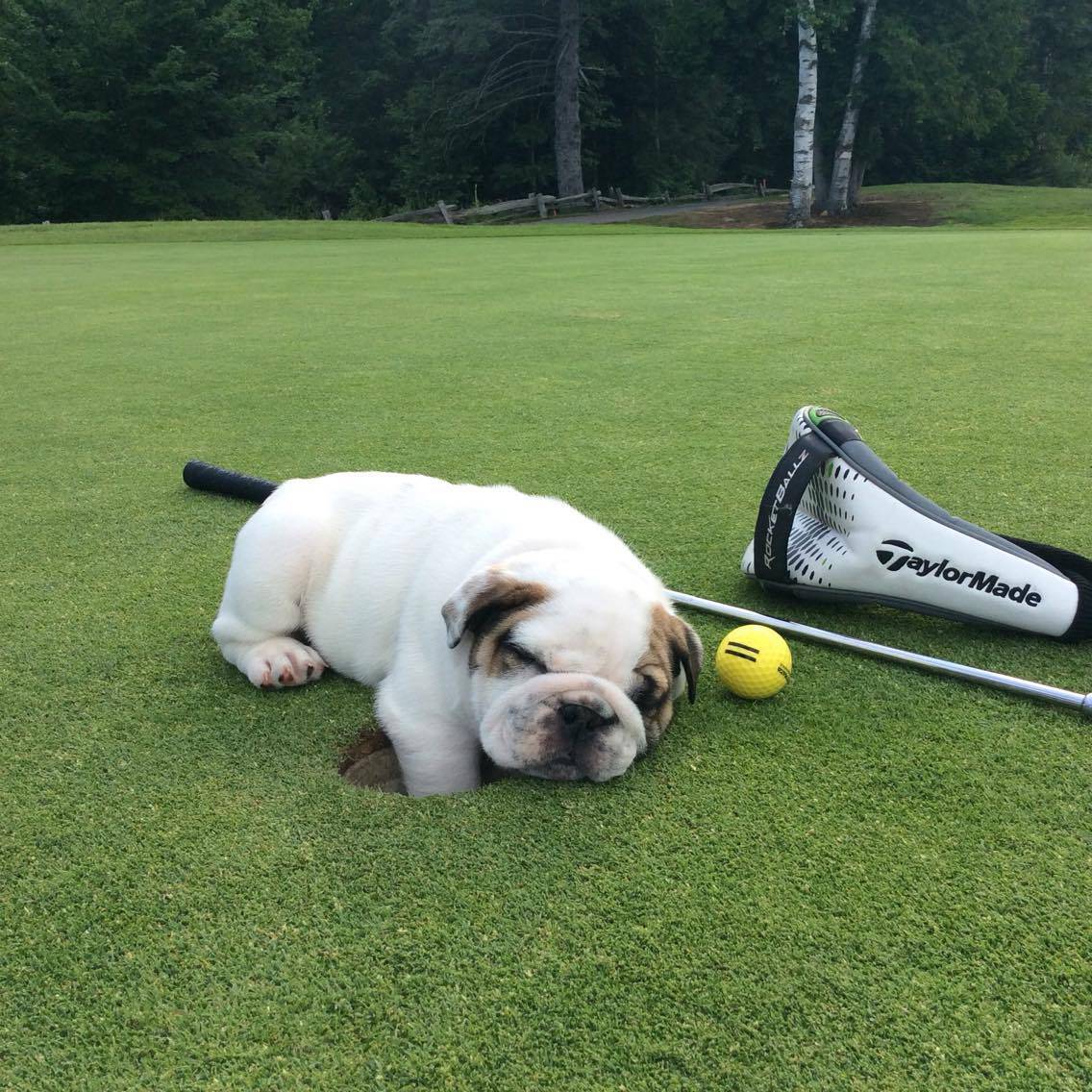 Pup and golf