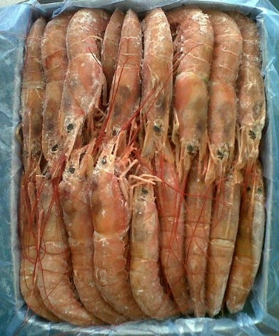WHOLE SHRIMPS / SEA FROZEN, RAW, SHELL ON, CATCHED IN FAO ZONE 41, PREMIUM QUALITY! TO LOAD FROM ARGENTINA