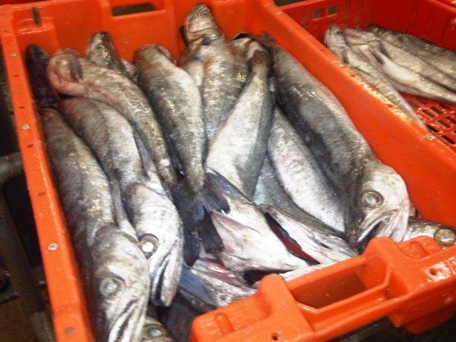 Hake 500-1000 grms South Africa