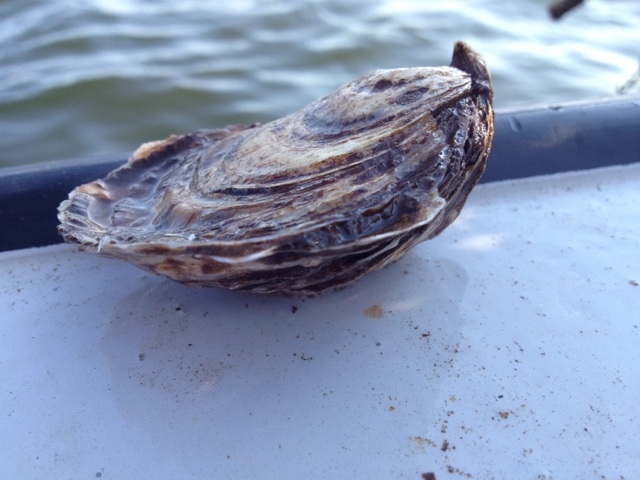 OYSTERS,CANADA