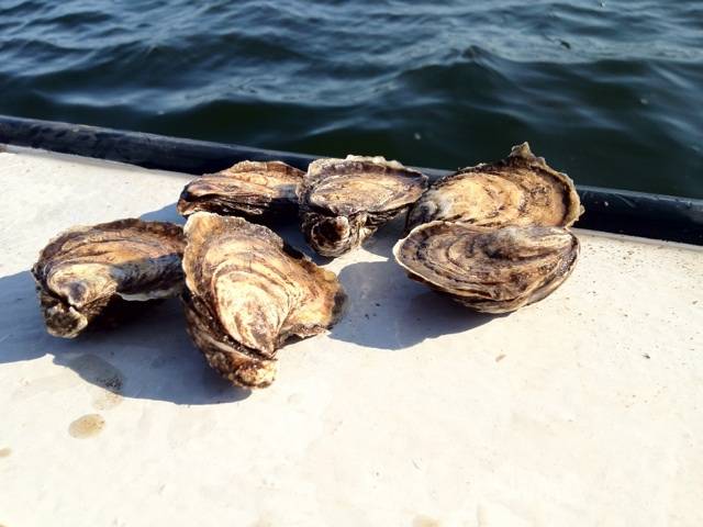 OYSTERS,CANADA