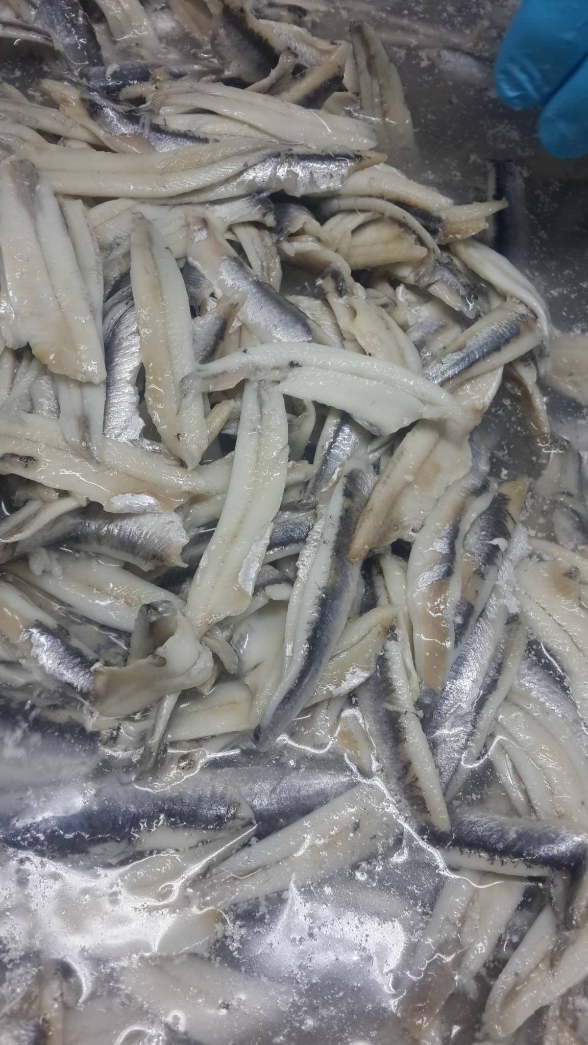 ANCHOVY IN PROCESS