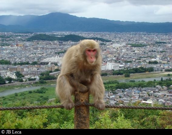 Monkeys & The City