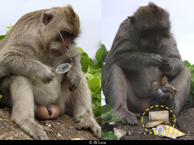 An adult macaque stole eyeglasses from a tourist (left) and returned them in exchange for a bag of fruit - not a bank note! (Uluwatu)