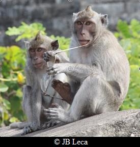 A young macaque just stole eyeglasses from a temple visitor (Uluwatu)