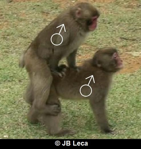 play mounting between 2 juvenile males (double foot-clasp posture, Arashiyama)