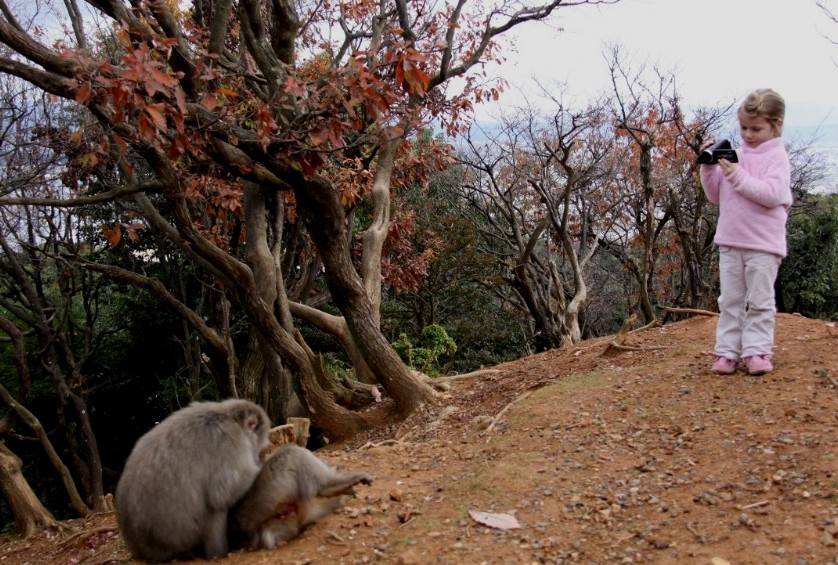 Never too early to start field primatology... (Arashiyama, central Japan, December 2015)