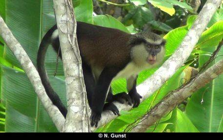 "George", adult male mona monkey in Grand Etang National Park in April 2014