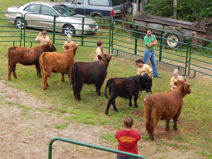 Cattle Show