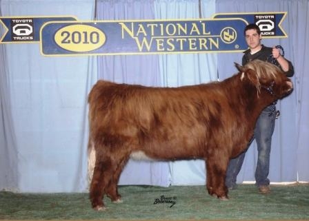 Vermillion as reserve champ yearling in Denver