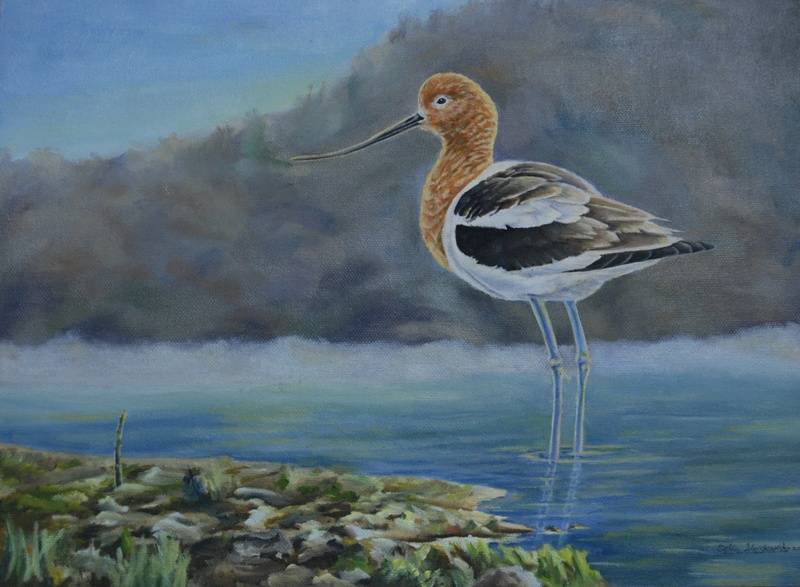 American Avocet (9 by 12" oil on canvas) Collection of Artist