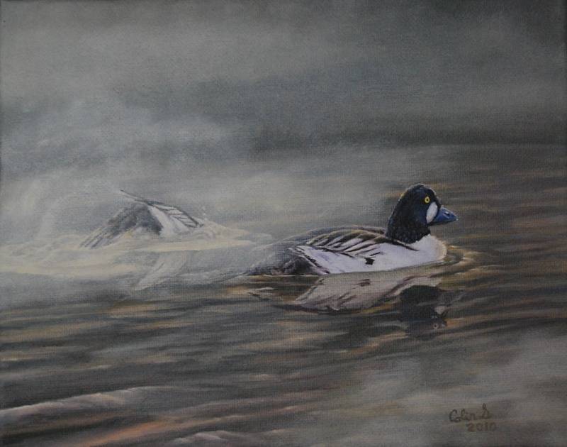 Sturgeon River Goldeneye (8 by 10" oil on canvas) Collection of Artist