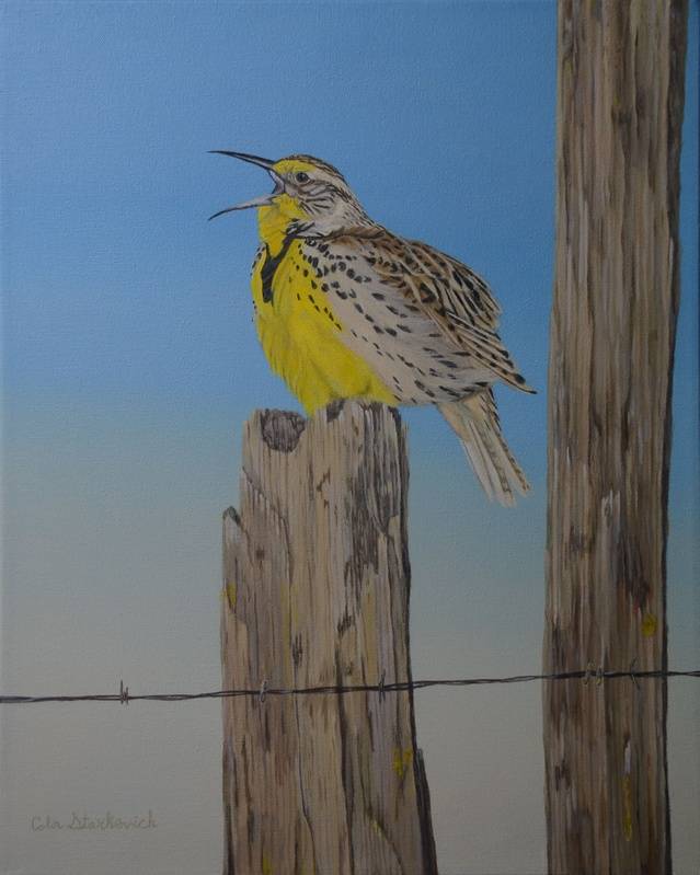 Signs of Spring - Western Meadowlark (16 by 20" acrylic on canvas) In Private Collection