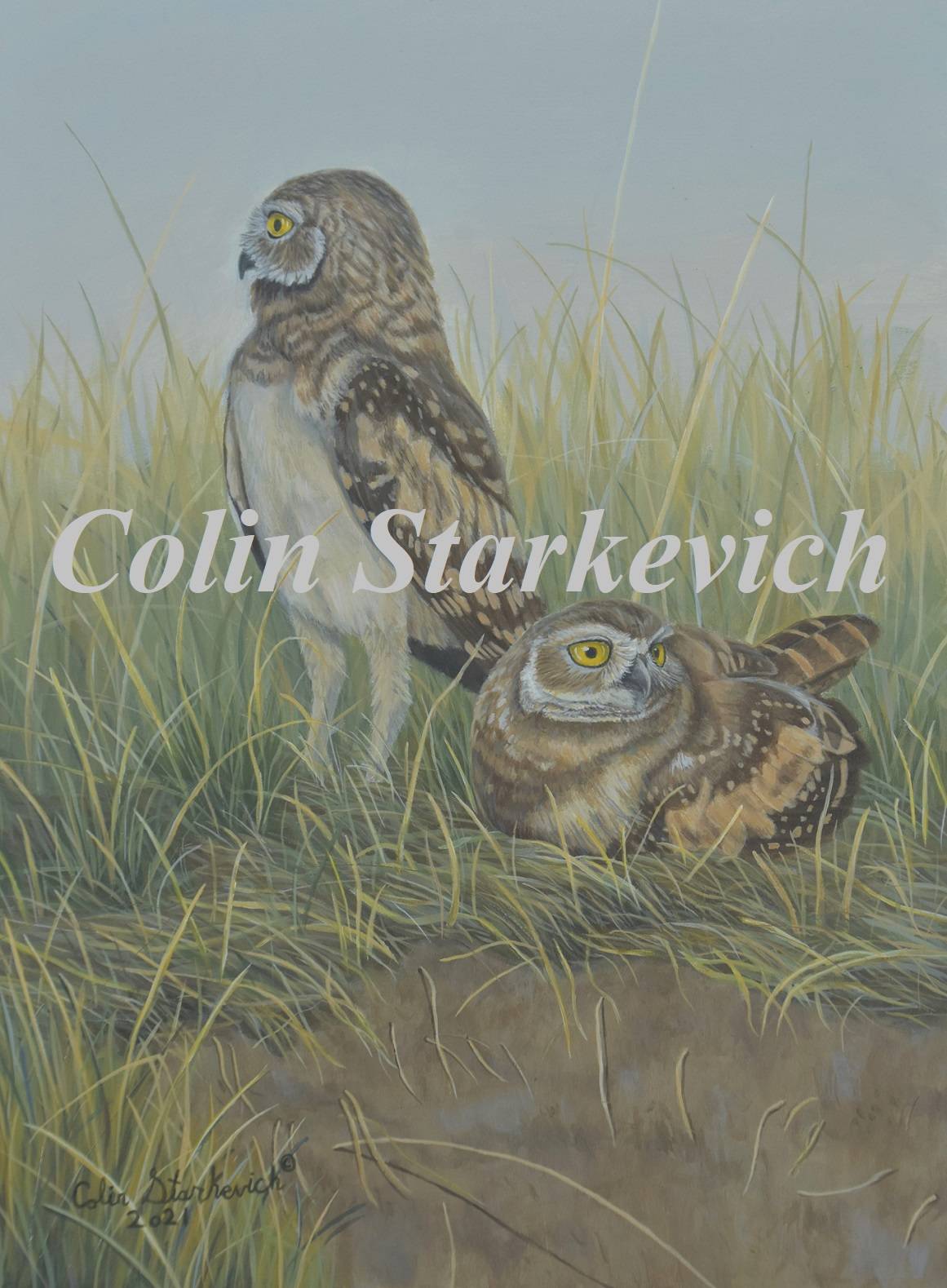 Burrowing Owl Fledglings (12 by 9" acrylic on panel)