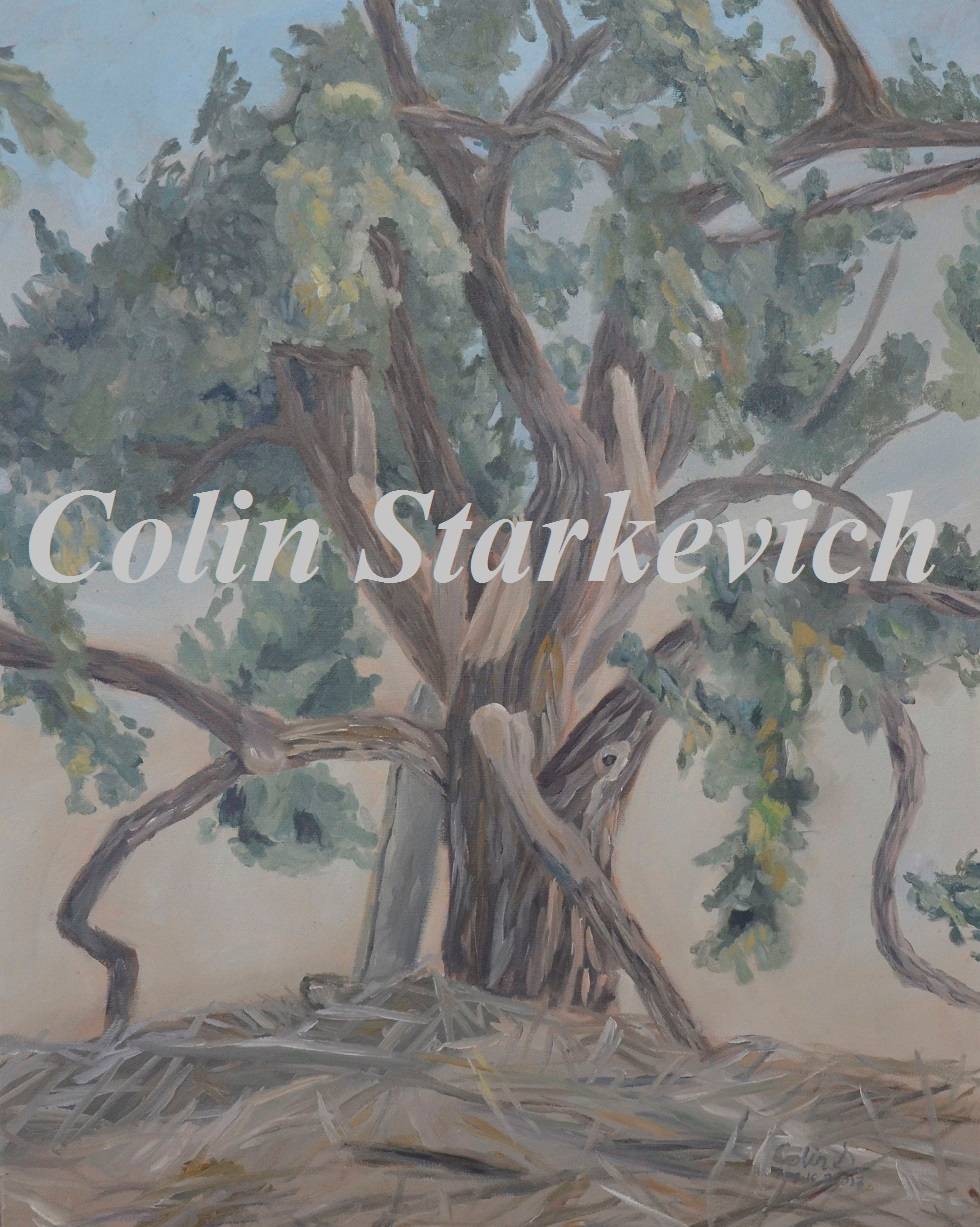 Cottonwood Tree (30 by 24" oil on canvas)