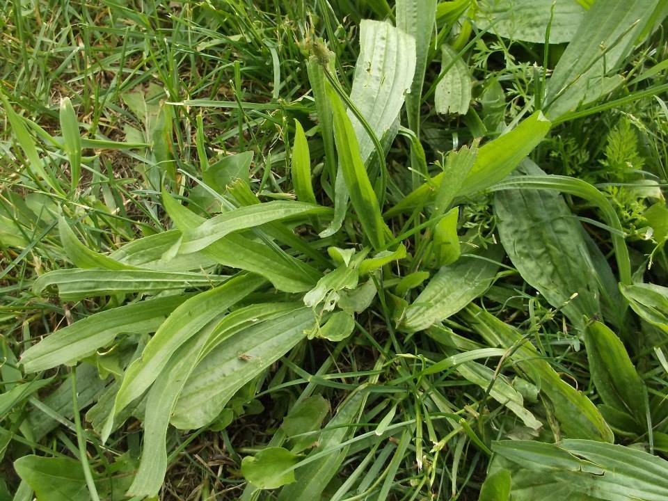 Plantain - long leaf variety