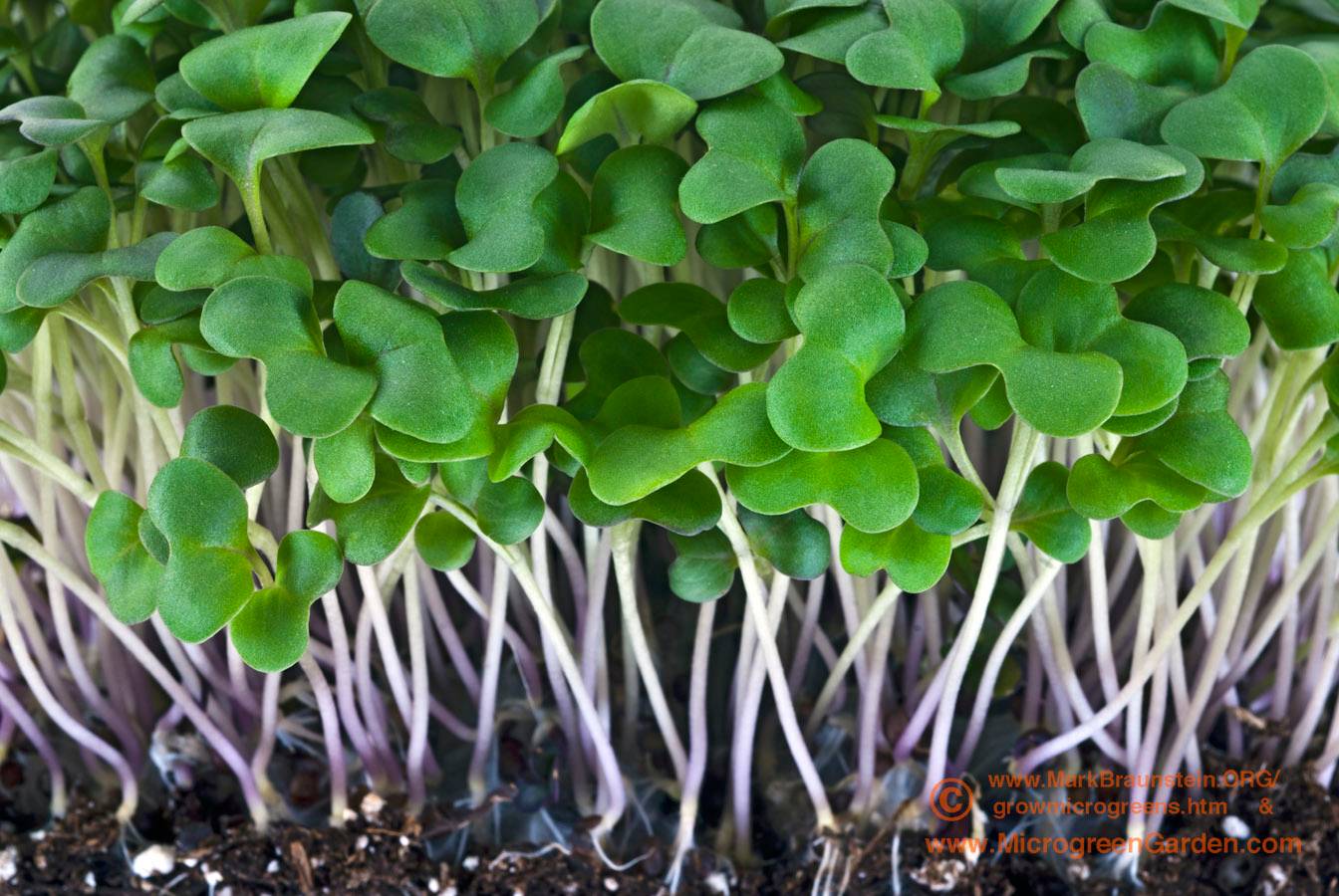 CABBAGE microgreens, 10 days since sown