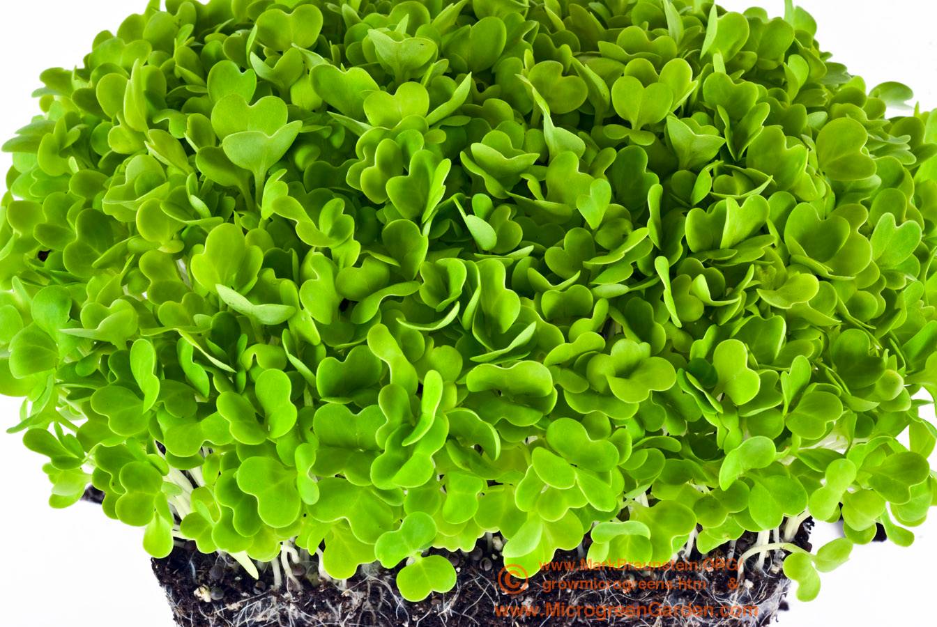 CHINESE CABBAGE microgreens, 7 days since sown