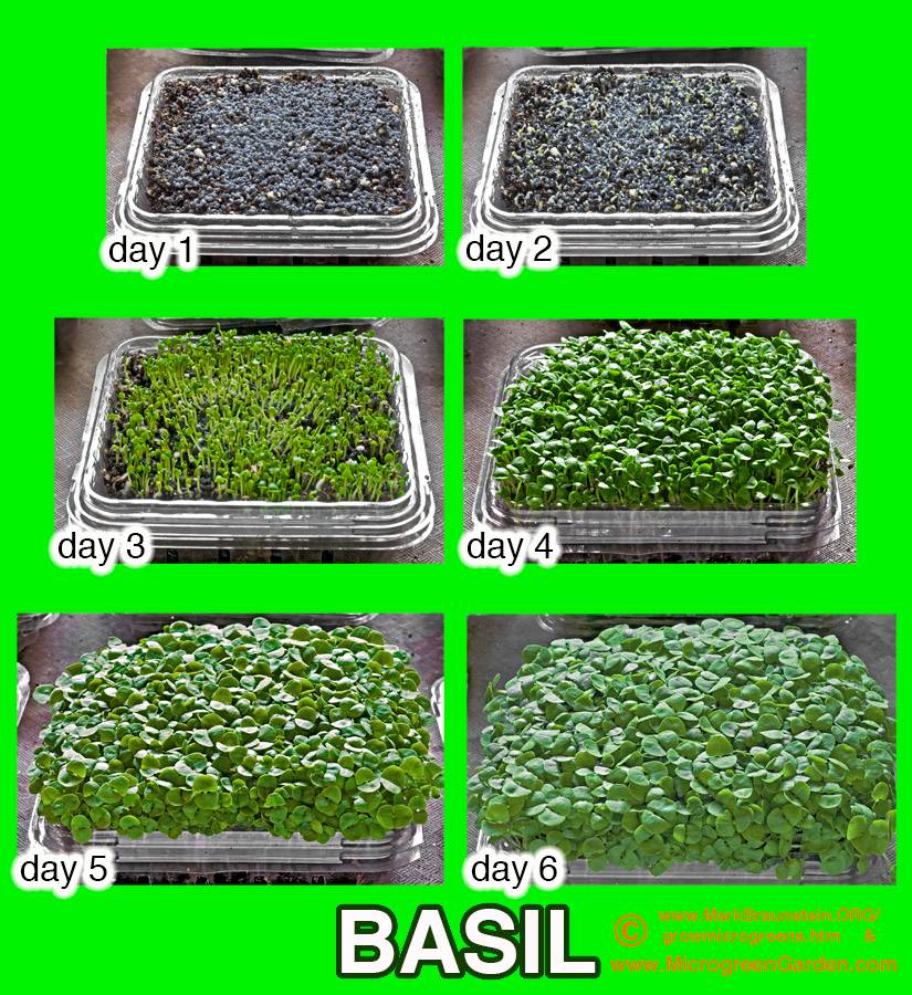 BASIL Microgreens, sequence of days 1 to 6