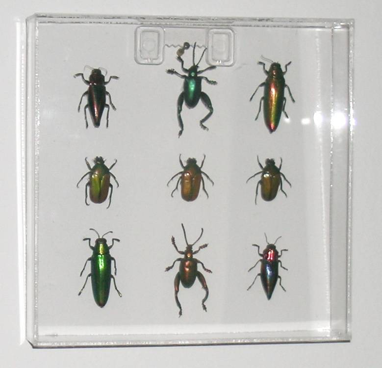 9 beetles in acrylic square frame