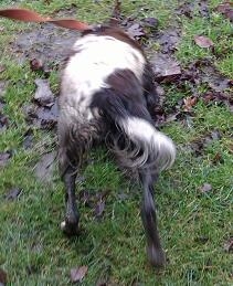 Dirty dawg after Ickworth Park walk