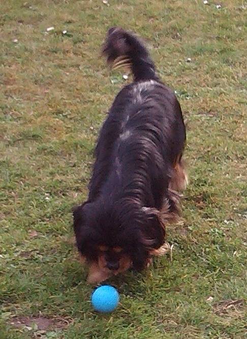 Marley found himself a ball!