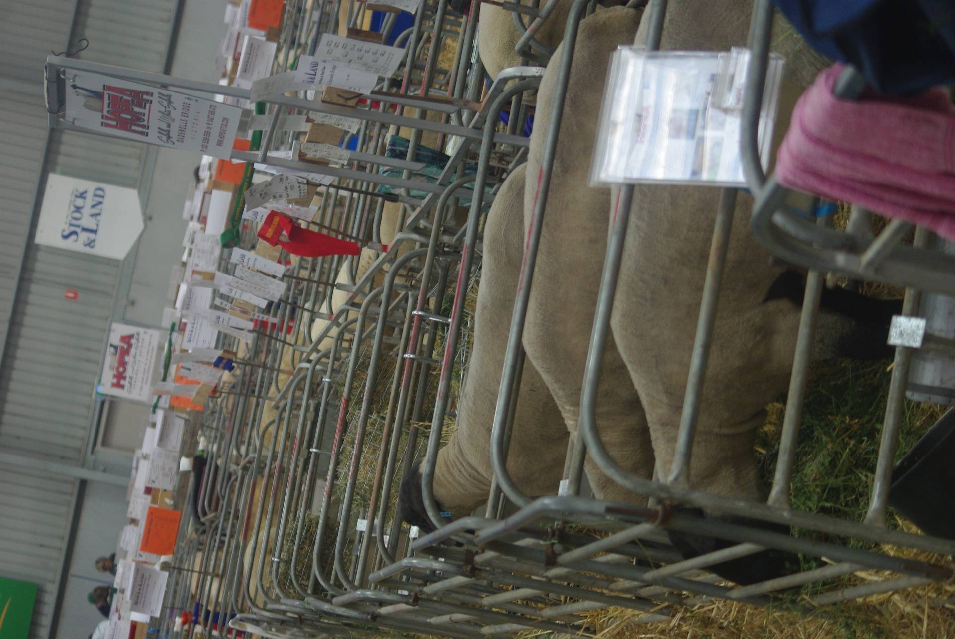 Pens at Australian sheep and wool show, Bendigo