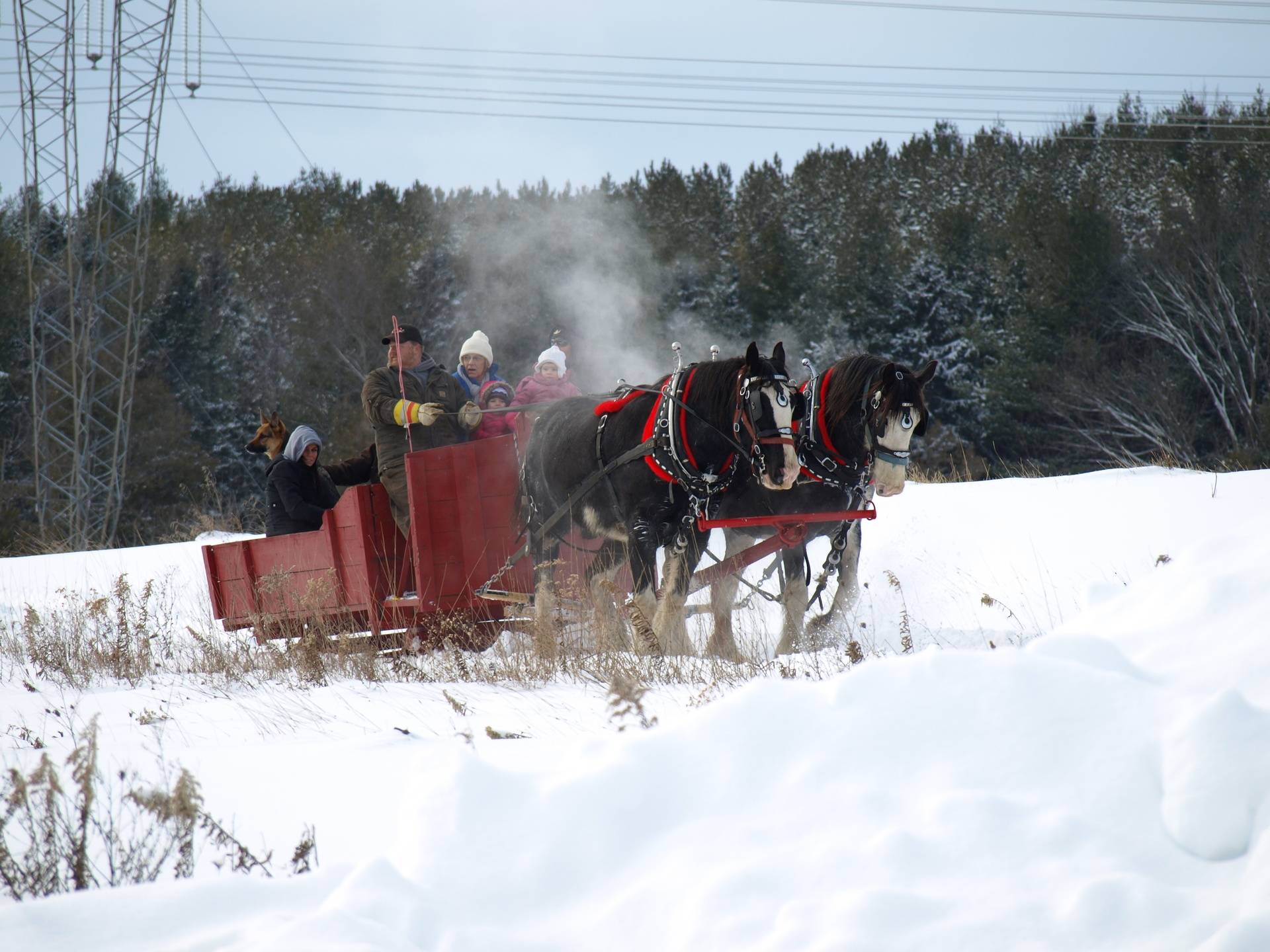 Sleigh Ride with Wally and Winston